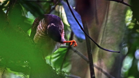 Bird, Tree, Wildlife, Feather, Branch, Wing