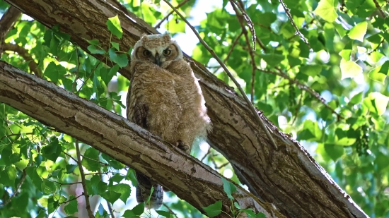 Bird, Vertebrate, Animal, Wildlife, Chordate, Tree