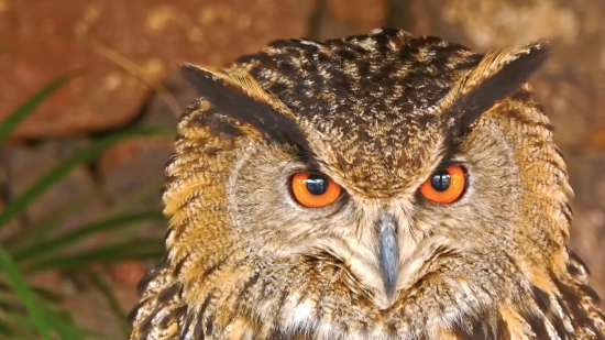 Bird, Vertebrate, Owl, Animal, Chordate, Eyes