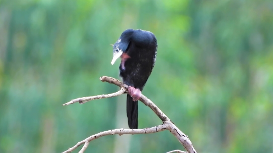 Bird, Vulture, Wildlife, Tree, Wild, Beak