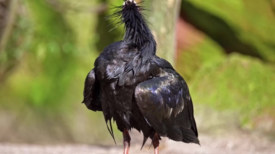 Bird, Vulture, Wildlife, Wading Bird, Beak, Wild