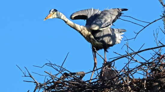 Bird, Wading Bird, Aquatic Bird, Wildlife, Crane, Wild