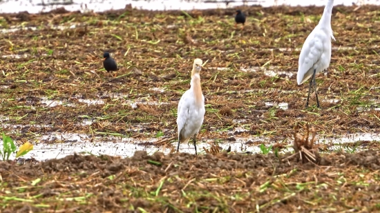 Bird, Wading Bird, Wildlife, Aquatic Bird, Game Bird, Beak