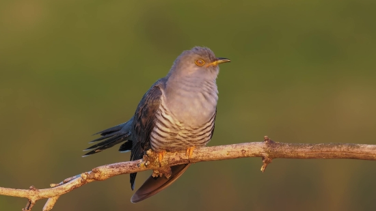 Bird, Warbler, Wildlife, Beak, Wing, Feather