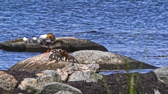 Bird, Water, Auk, Seabird, Sea, Ocean