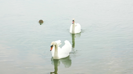 Bird, Water, Lake, Swan, Wildlife, Sea