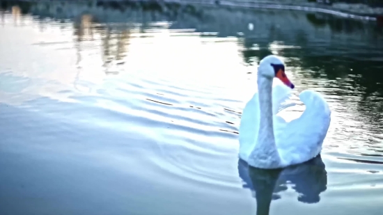 Bird, Water, Reflection, Lake, Sea, Wildlife