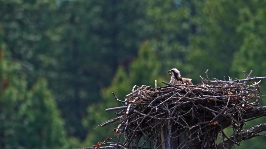 Bird, White Stork, Stork, Wading Bird, Dove, Wildlife