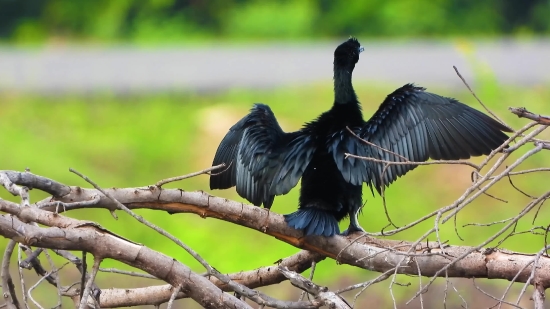 Bird, Wildlife, Animal, Beak, Feather, Wild