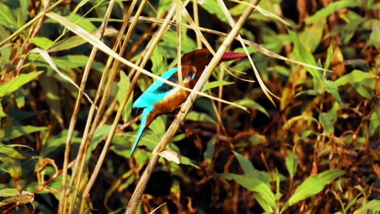 Bird, Wildlife, Animal, Beak, Wild, Feather