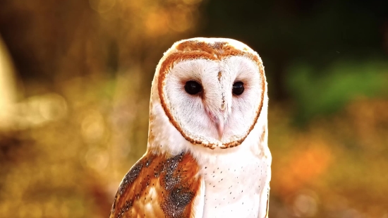 Bird, Wildlife, Animal, Mammal, Teddy, Beak