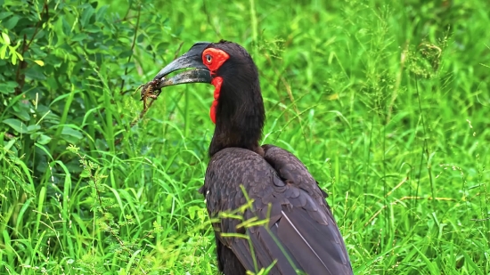 Bird, Wildlife, Beak, Animal, Wild, Feather