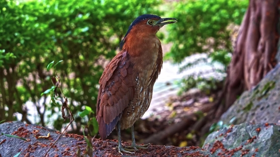 Bird, Wildlife, Beak, Bittern, Wren, Heron