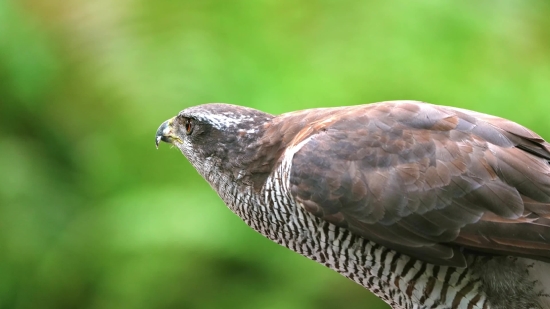 Bird, Wildlife, Beak, Cuckoo, Wild, Feather