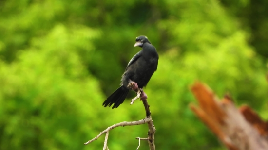 Bird, Wildlife, Beak, Feather, Wild, Magpie