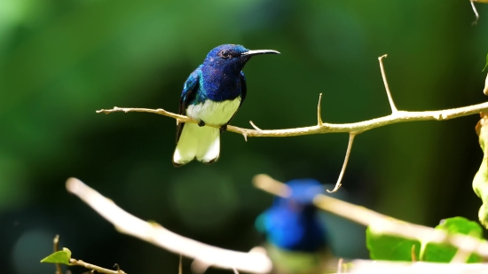 Bird, Wildlife, Beak, Feather, Wing, Nature