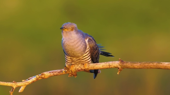 Bird, Wildlife, Beak, Feather, Wing, Wild