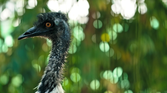 Bird, Wildlife, Beak, Wild, Animal, Crane