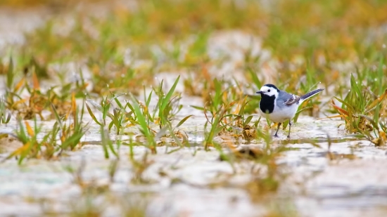 Bird, Wildlife, Beak, Wild, Feather, Feathers