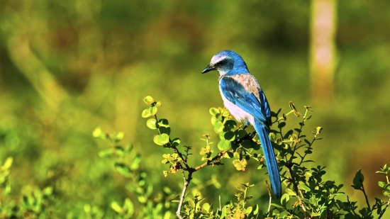 Bird, Wildlife, Beak, Wild, Feather, Jay