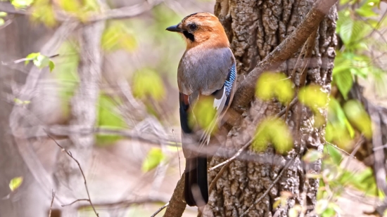 Bird, Wildlife, Beak, Wild, Feather, Jay