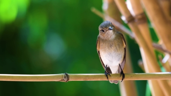 Bird, Wildlife, Chickadee, Sparrow, Beak, Feather