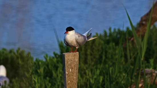 Bird, Wildlife, Dove, Beak, Feather, Wild