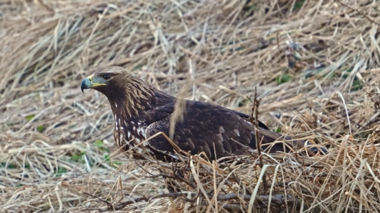 Bird, Wildlife, Game Bird, Starling, Wild, Quail