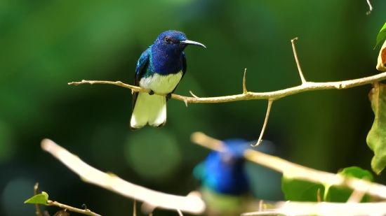 Bird, Wildlife, Indigo Bunting, Beak, Wild, Bunting