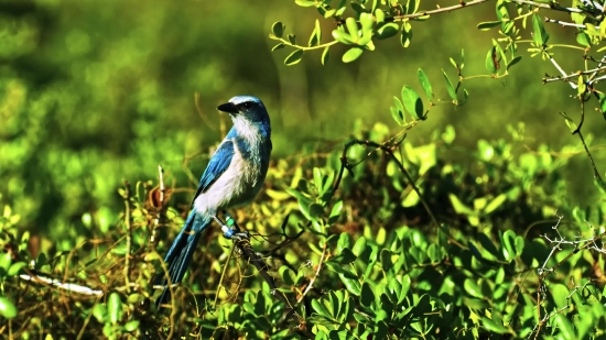 Bird, Wildlife, Magpie, Chickadee, Beak, Feather