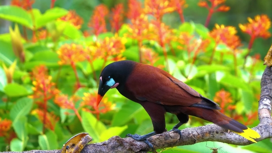 Bird, Wildlife, Starling, Beak, Feather, Wing