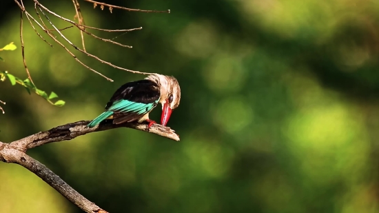 Bird, Wildlife, Vertebrate, Feather, Parrot, Beak