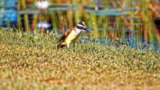 Bird, Wildlife, Woodpecker, Beak, Nightingale, Feather