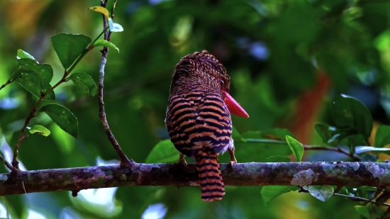 Bird, Woodpecker, Parrot, Tree, Wildlife, Beak