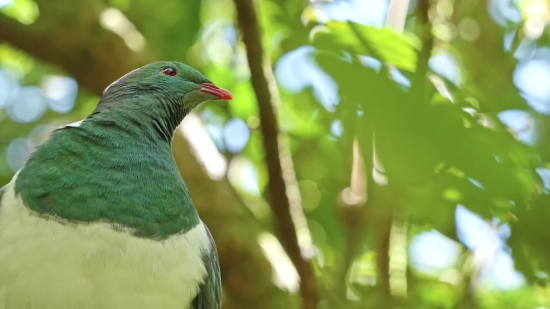 Bird, Woodpecker, Wildlife, Vertebrate, Beak, Animal