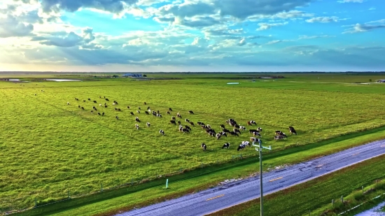 Birthday Green Screen Video Download, Steppe, Plain, Land, Grass, Landscape