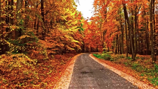 Black Sky Background Video, Tree, Forest, Autumn, Woody Plant, Fall