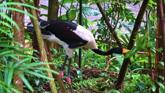 Black Stork, Stork, Wading Bird, Bird, Aquatic Bird, Beak