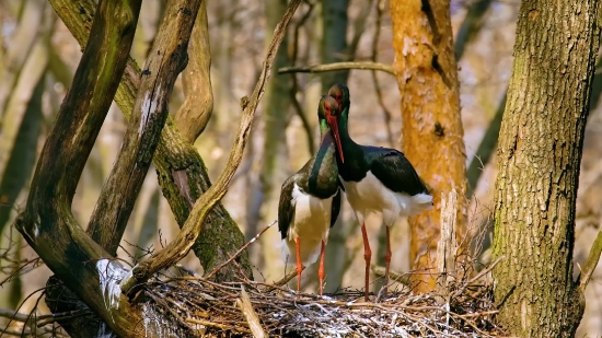 Black Stork, Stork, Wading Bird, Bird, Aquatic Bird, Beak