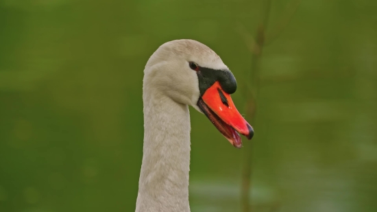 Black Swan, Swan, Aquatic Bird, Bird, Beak, Wildlife