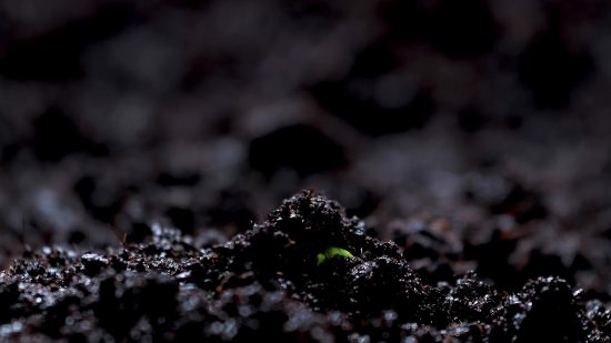 Blackberry, Berry, Water, Edible Fruit, Snow, Plant