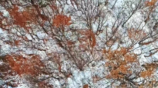 Blurred Lines Clip, Tree, Woody Plant, Forest, Vascular Plant, Sky