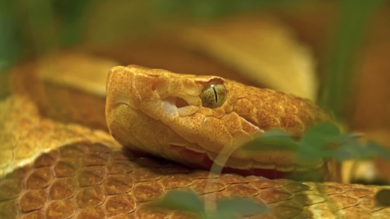 Boa Constrictor, Snake, Boa, Reptile, Night Snake, Wildlife