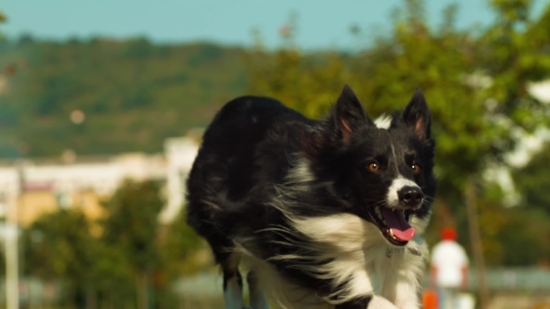 Border Collie, Shepherd Dog, Dog, Canine, Pet, Collie