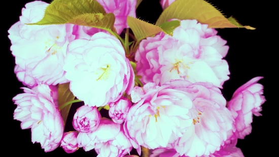 Bouquet, Pink, Flower, Flowers, Shrub, Plant