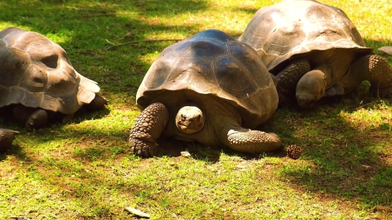 Box Turtle, Turtle, Reptile, Slow, Shell, Terrapin