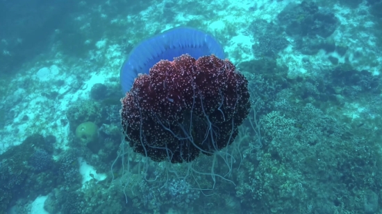 Brain Coral, Stony Coral, Coral, Reef, Underwater, Fish