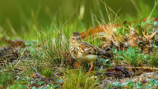 Brambling, Finch, Bird, Sparrow, Wildlife, Wild