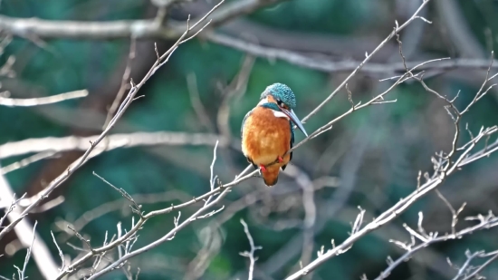 Brambling, Finch, Bird, Wildlife, Robin, Beak