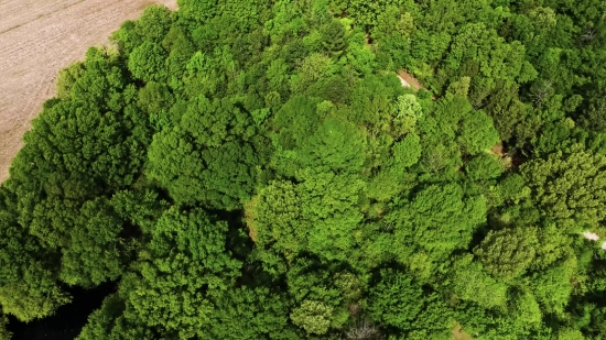 Broccoli, Plant, Tree, Forest, Vascular Plant, Vegetable